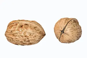 Walnut Photography Impressions: Walnuts