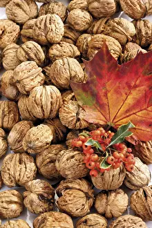 Maple Tree Leaves Impressions: Walnuts, firethorn and maple leaf