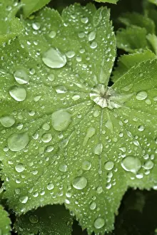 Dripping Water Effect Impressions: Waterdrop on leaf