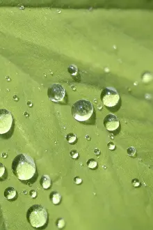 Open Air Atmosphere Impressions: Waterdrop on leaf