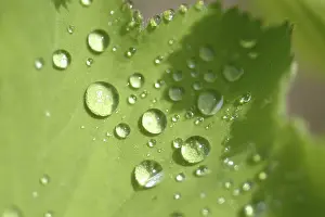 Waterdrop On Leaf Impressions: Waterdrop on leaf