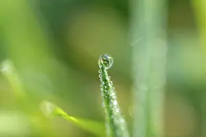 Macro Leaf Photography Impressions: Waterdrop on leaf