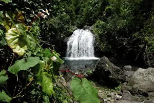 Deserted Caribbean Beaches Impressions: Waterfall in the primaeval forest