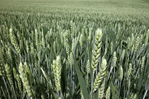 Cereal Cultivation Impressions: Wheat