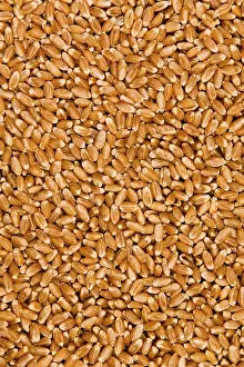 Cereal Grain Images Impressions: Wheat