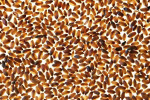 Wheat Grain Structure Impressions: Wheat