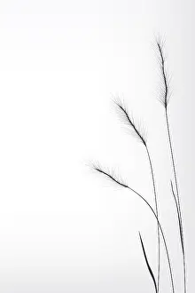 Embellished Flower Bouquet Impressions: Wheat composition, copy space vector