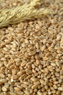 Corn Nutrition Impressions: Wheat corn