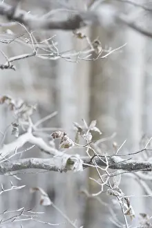 Denmark Landscape Photography Impressions: White branches caused by wind eroding chalk from chalk cliffs