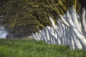 Deserted Green Meadow Impressions: Whitewashed tree trunks along the road