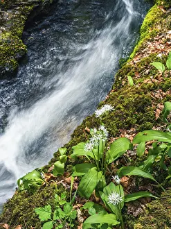 Ramson Inflorescence Impressions: Wild Garlic over stream, Devon