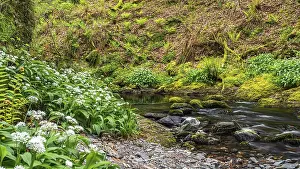 British Flowering Plants Impressions: Wild Garlic over stream, Devon