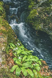 Waterfront Flowering Plants Impressions: Wild Garlic over stream, Devon