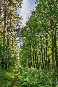 Forest Scenery Images Impressions: A wild path in the forest