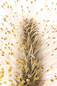 Spring Flowering Trees Impressions: Willow