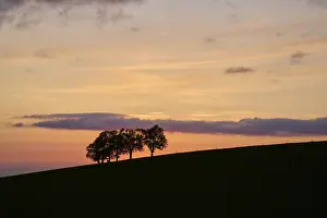 Springtime In Southern Germany Impressions: Wind beeches at sunset in spring