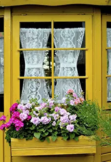 Geranium Inflorescence Impressions: Window with geraniums outside