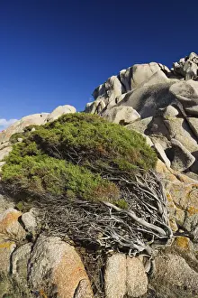 Capo Testa Sardinia Impressions: Windswept Juniper Tree at Capo Testa