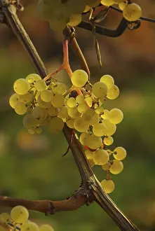 Vine Harvest Impressions: Wine, grape