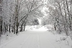 Snowy Countryside Impressions: Winter