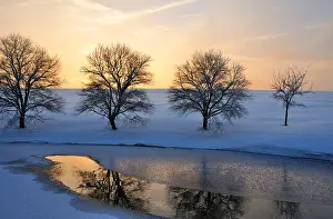 Evening Sun Silhouette Impressions: Winter, in the setting sun backlighting