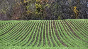 Southern Germany Farming Practices Impressions: Winter wheat sprouting in rows