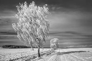 Winter Landscape Impressions: Winterb