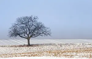 Winter Landscape Impressions: Wintertime