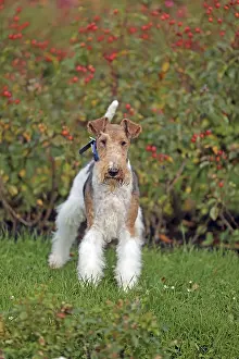 Thoroughbred Dog Images Impressions: Wirehaired Fox Terrier