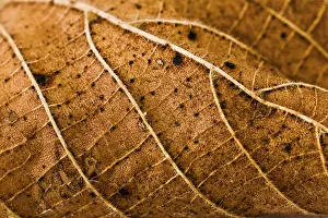 Autumn Leaf Macro Impressions: Wires leaf