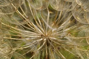 Daytime Botanicals Impressions: Withered Apiaceae (Apiaceae spec.)