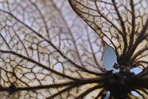 German Hydrangeaceae Impressions: Withered flower of a hydrangea