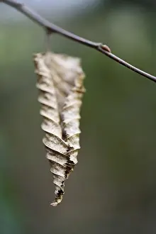 Nature Without Humans Impressions: Withered leaf