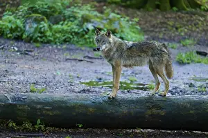 Gray Wolf In Forest Impressions: A wolf balancing on a tree trunk