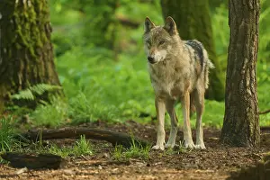 Canis Lupus Impressions: A wolf in the forest with green background