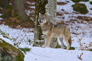 Gray Wolf Impressions: A wolf looking into the camera