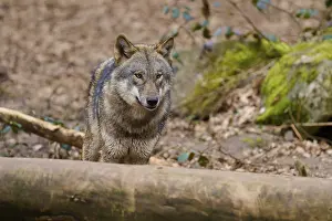 Wolf In Forest Impressions: Wolf looking over a tree trunk in the forest