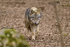 Predator In Nature Impressions: A wolf paces attentively along a forest path