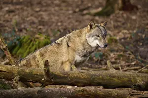 Wolf In Forest Impressions: A wolf resting on tree trunks in the forest