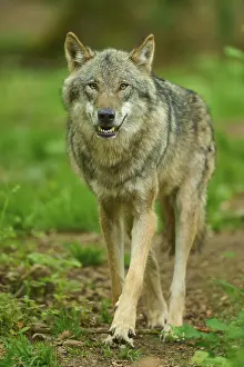 Central Europe Nature Impressions: A wolf with shown teeth in the forest