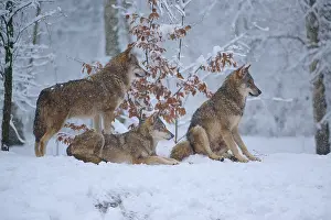 Predator In Nature Impressions: Three wolves in the wintry forest