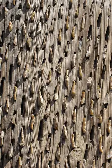 Empty Wooden Background Impressions: Wooden background with a certain texture pattern