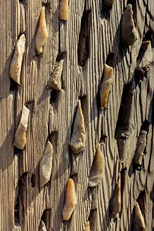 Wooden Background Image Impressions: Wooden background with a certain texture pattern