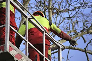 Tree Pruning Impressions: Workers on the work platform pruning or maintaining trees