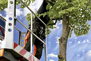 Tree Pruning Impressions: Workers on the work platform pruning or maintaining trees