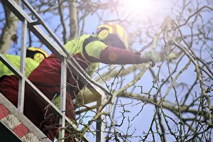 Tree Pruning Impressions: Workers on the work platform pruning or maintaining trees
