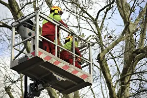 Tree Pruning Impressions: Workers on the work platform pruning or maintaining trees
