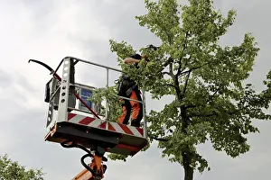 Tree Pruning Impressions: Workers on the work platform pruning or maintaining trees