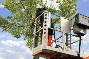 Tree Pruning Impressions: Workers on the work platform pruning or maintaining trees