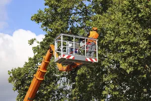 Deciduous Tree Management Impressions: Workers on the work platform pruning or maintaining trees